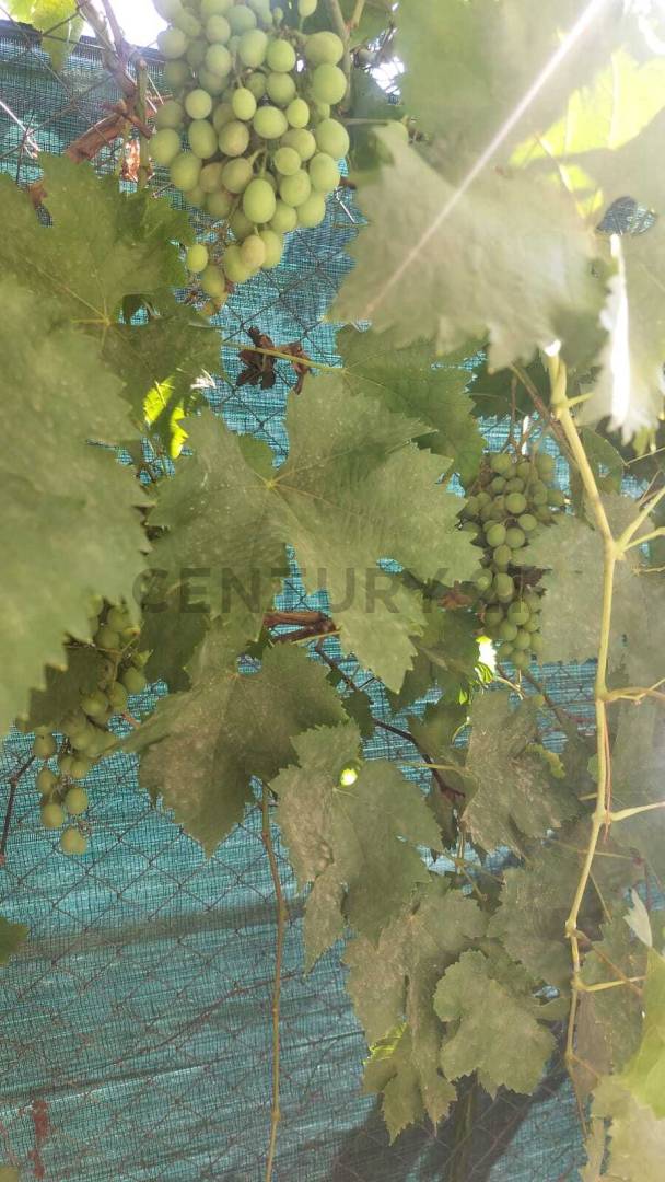 Campo en Venta en Guaymallen, Mendoza