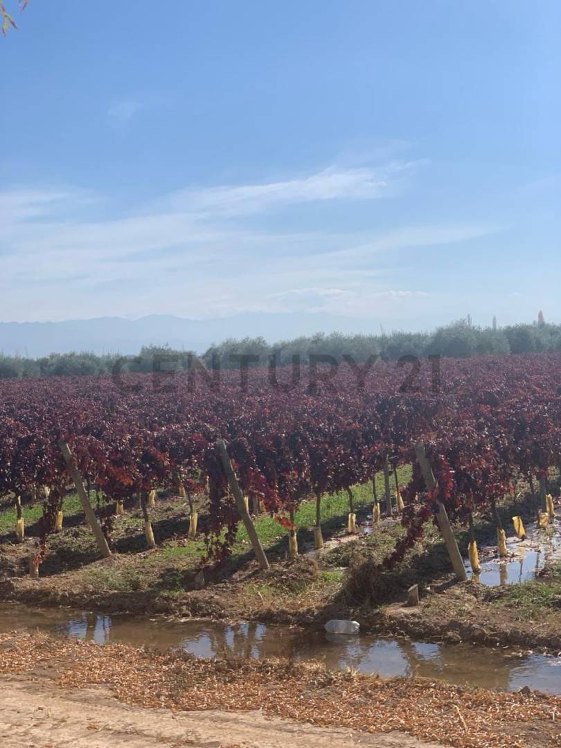 Campo en Venta en Lavalle, Mendoza