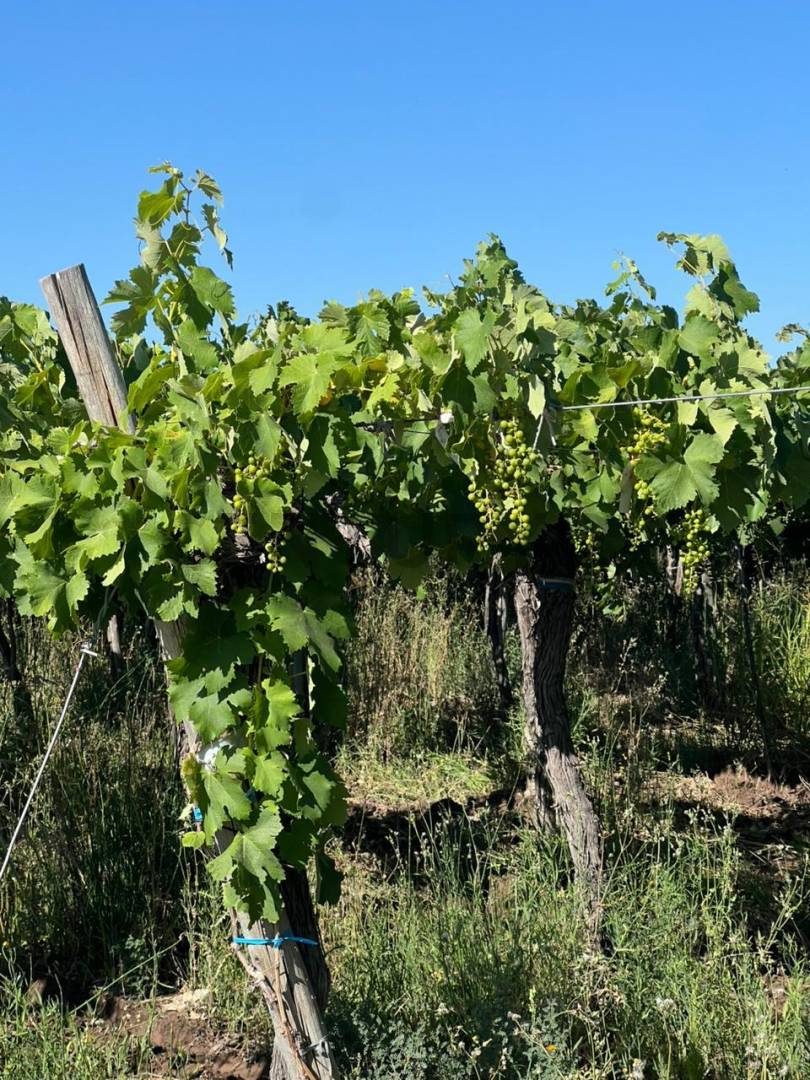 Campo en Venta en 25 de Mayo, San Juan