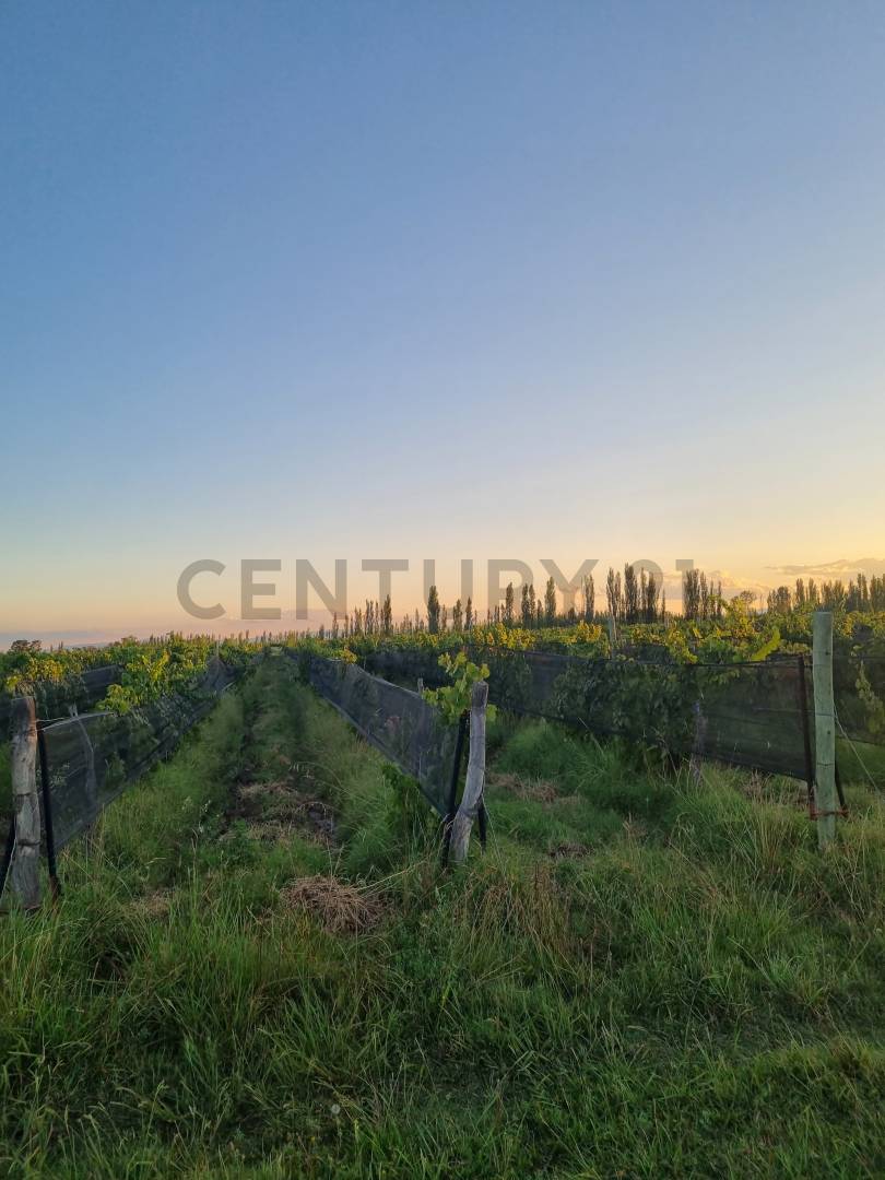 Casa Quinta en Venta en San Rafael, Mendoza