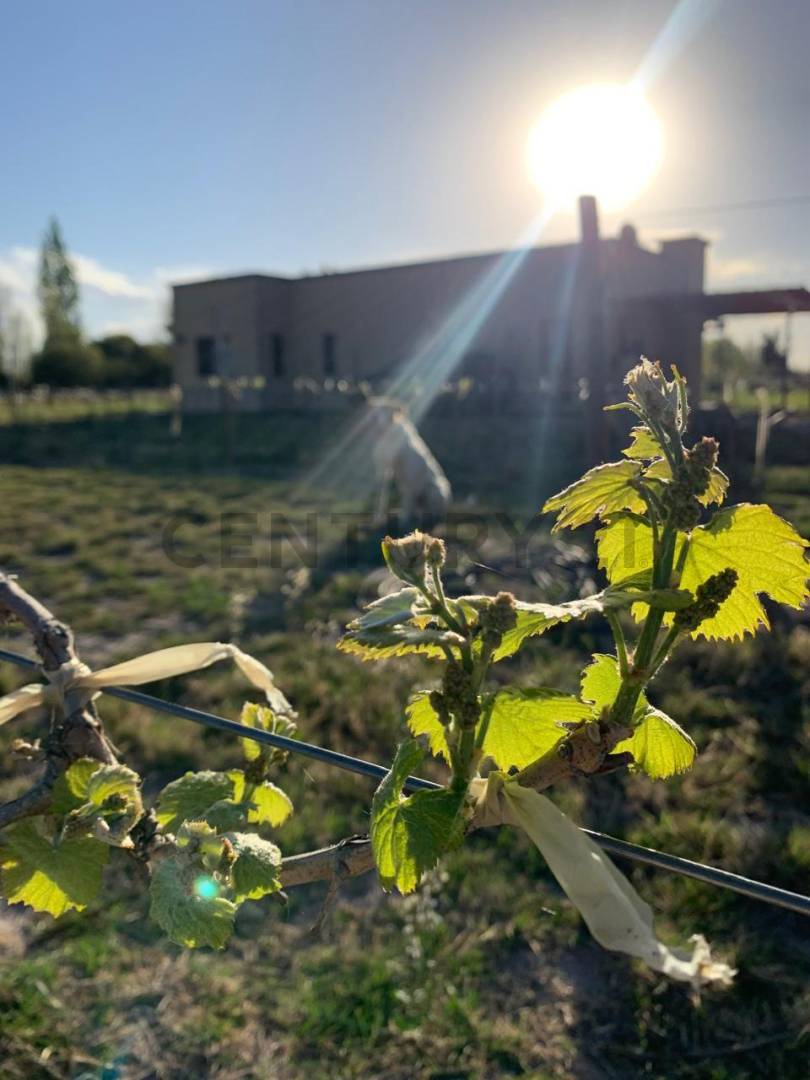 Terreno en Venta en San Rafael, Mendoza