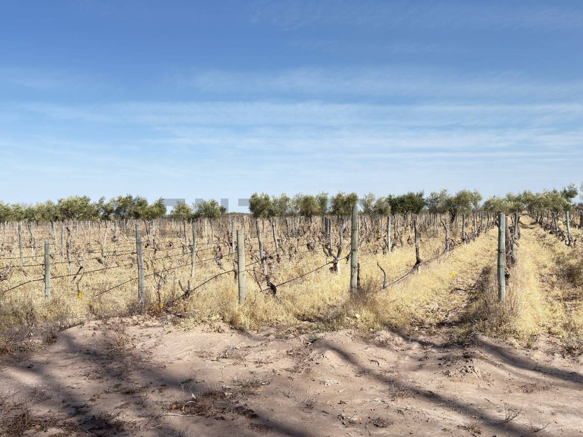 Terreno en Venta en Lavalle, Mendoza