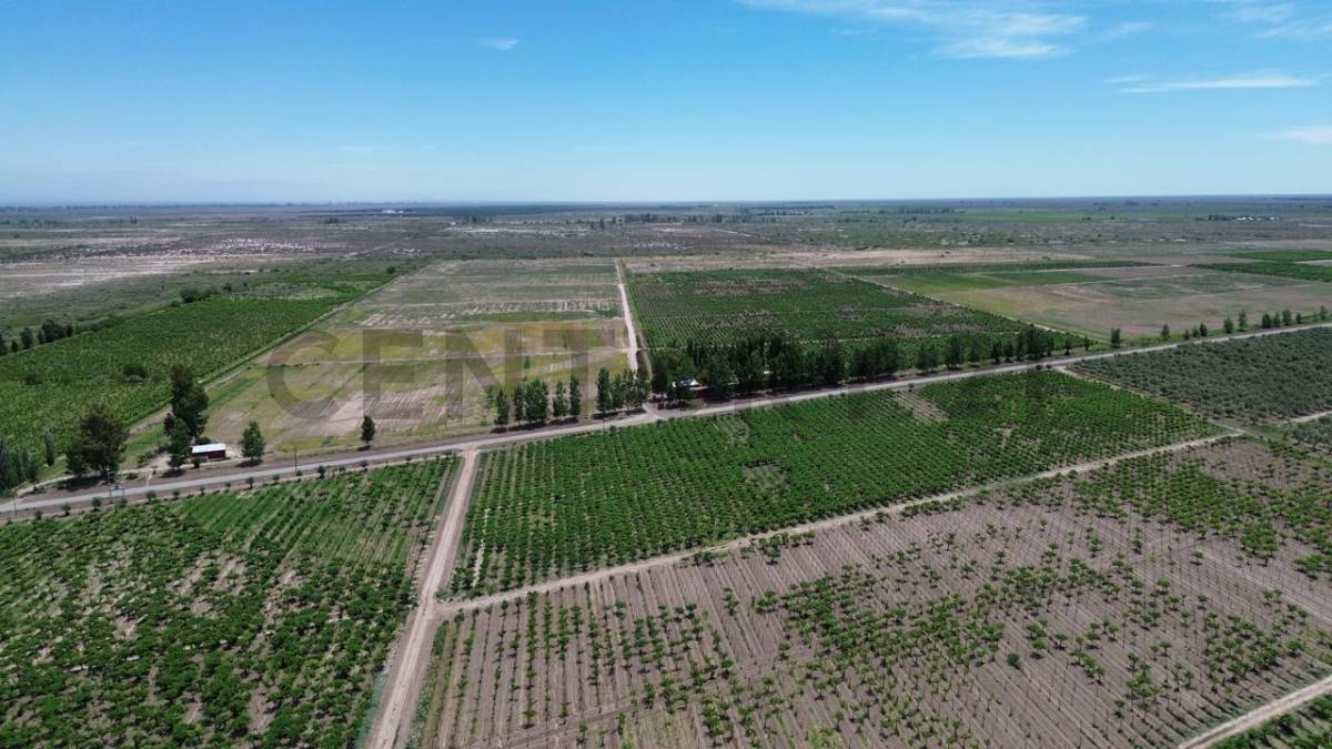 Campo en Venta en Lavalle, Mendoza