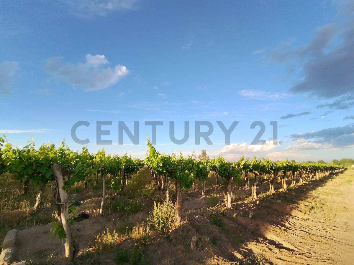 Terreno en Venta en Lavalle, Mendoza