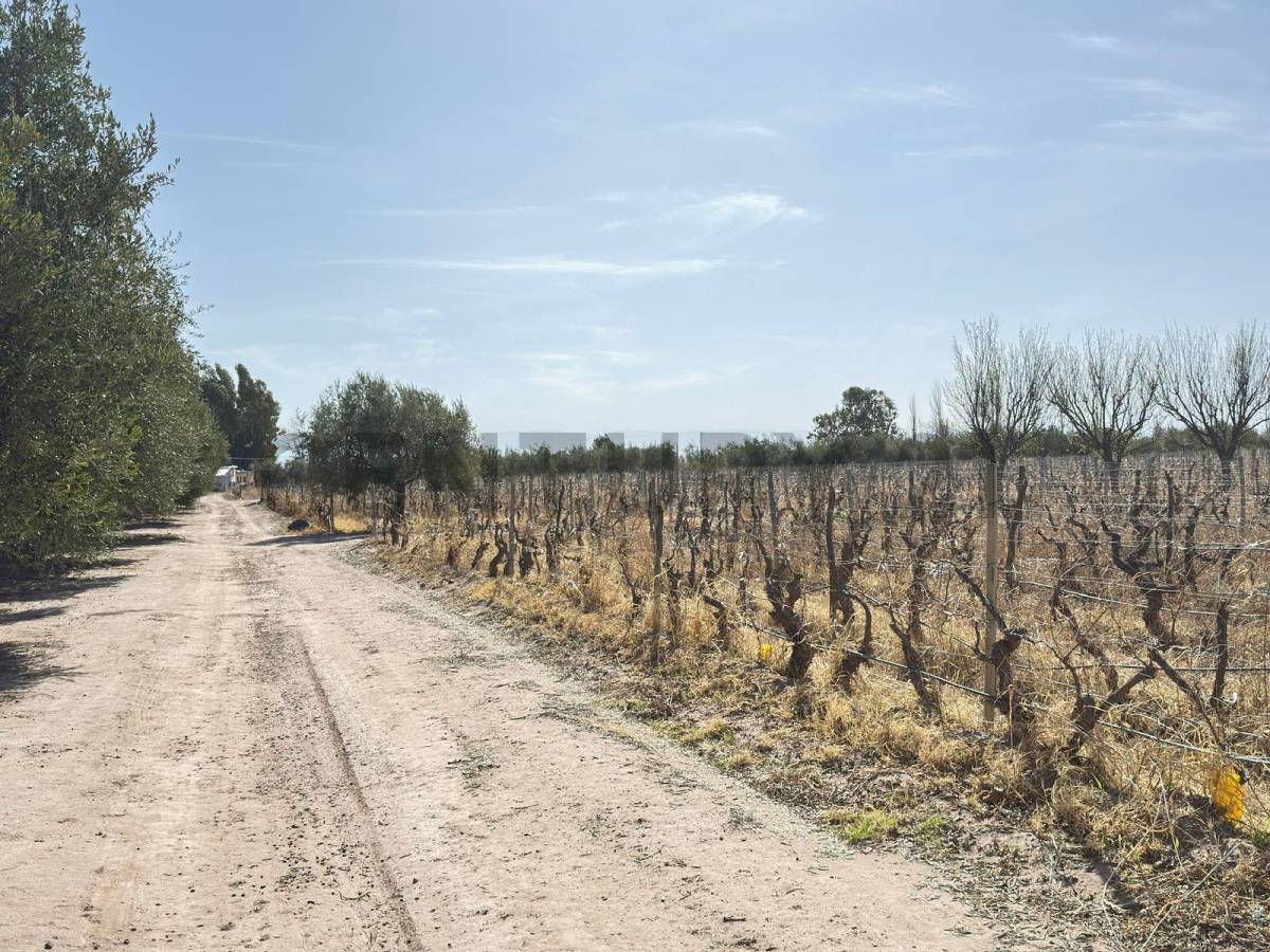 Terreno en Venta en Lavalle, Mendoza