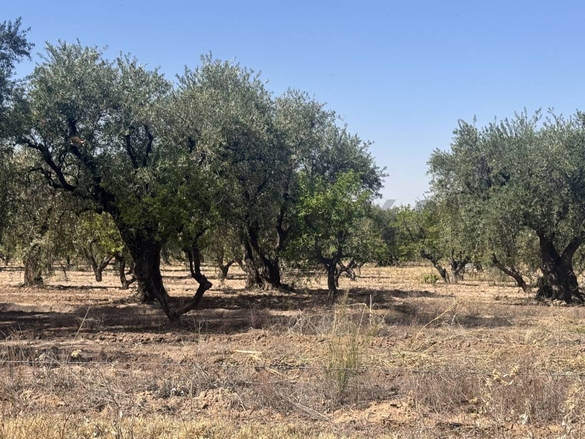 Campo en Venta en Maipu, Mendoza