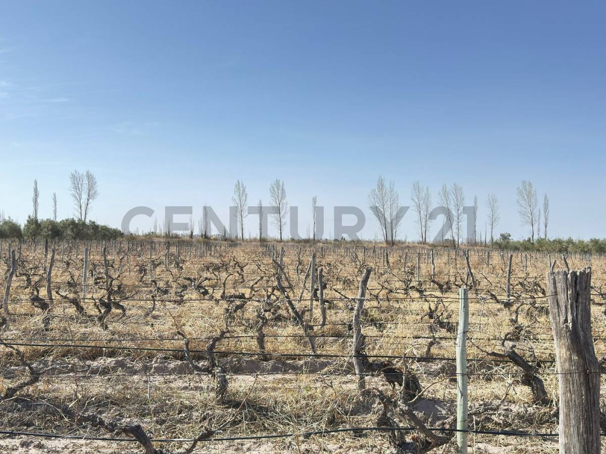 Terreno en Venta en Lavalle, Mendoza