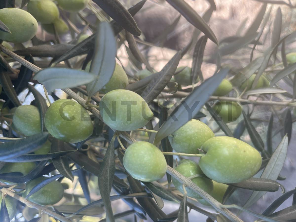 Terreno en Venta en Lavalle, Mendoza