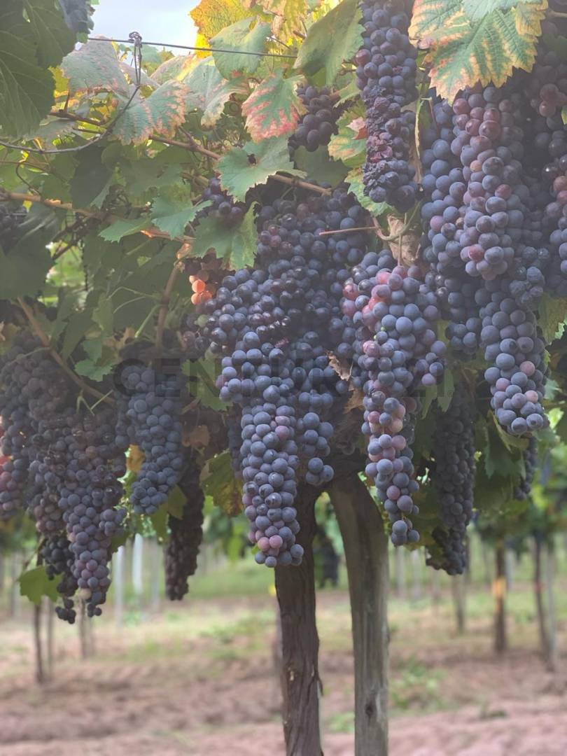 Campo en Venta en Lavalle, Mendoza