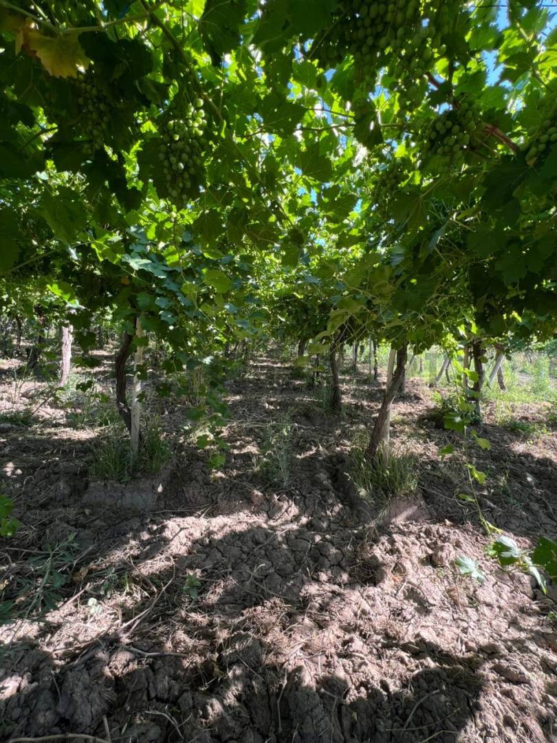 Campo en Venta en 25 de Mayo, San Juan