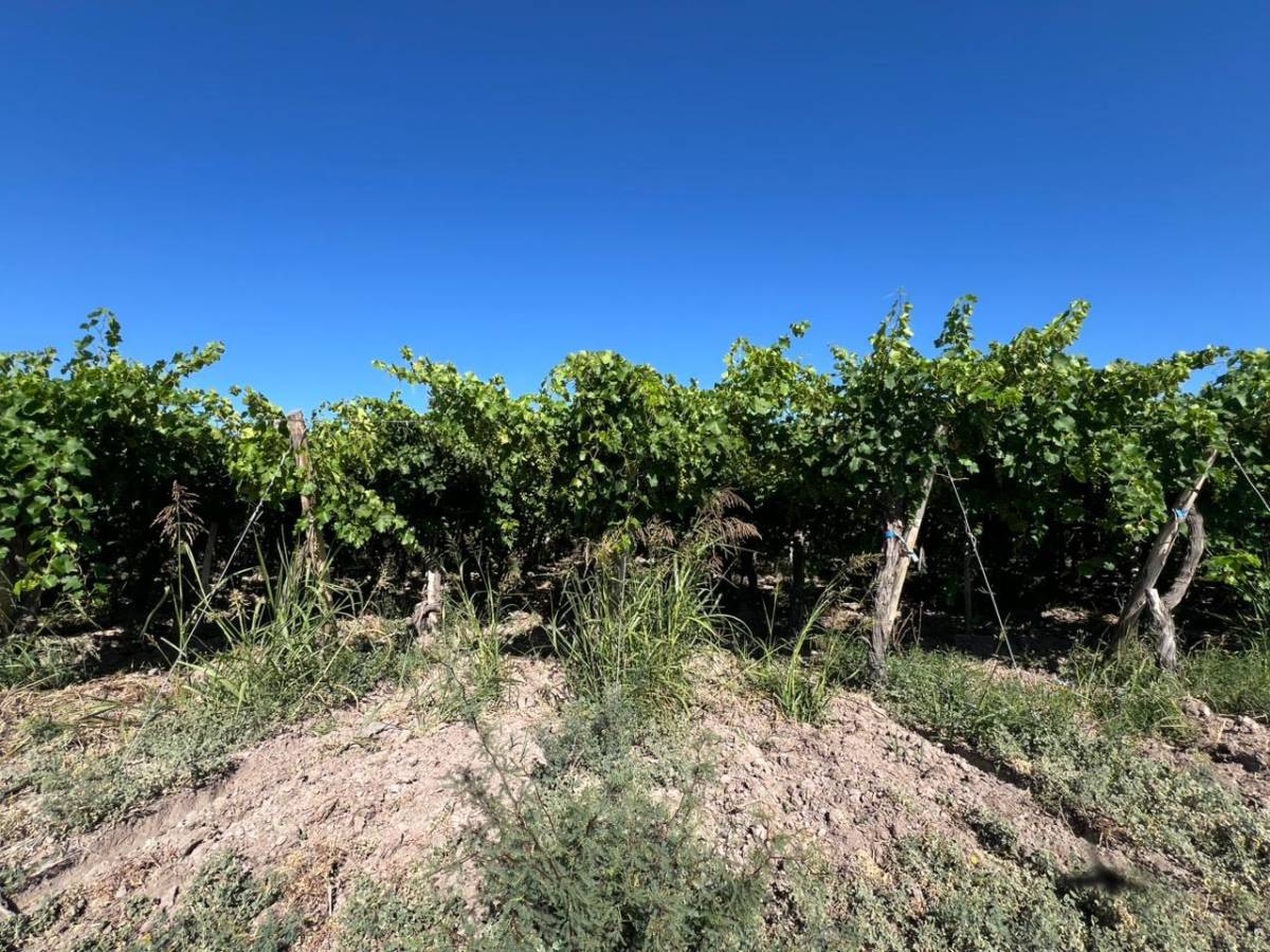 Campo en Venta en 25 de Mayo, San Juan