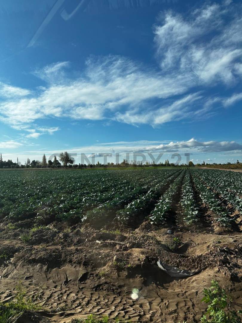 Campo en Venta en San Martin, Mendoza