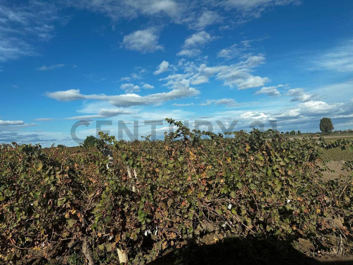 Campo en Venta en San Martin, Mendoza