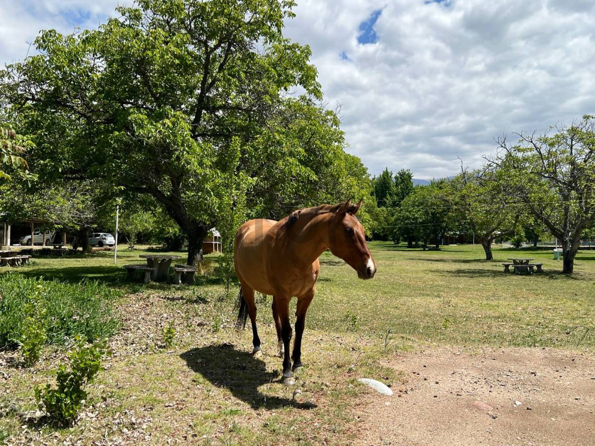 Campo en Venta en Tunuyan, Mendoza