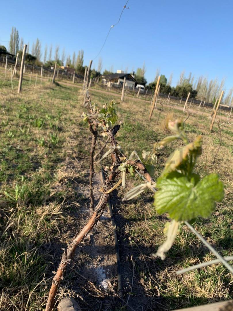 Terreno en Venta en San Rafael, Mendoza