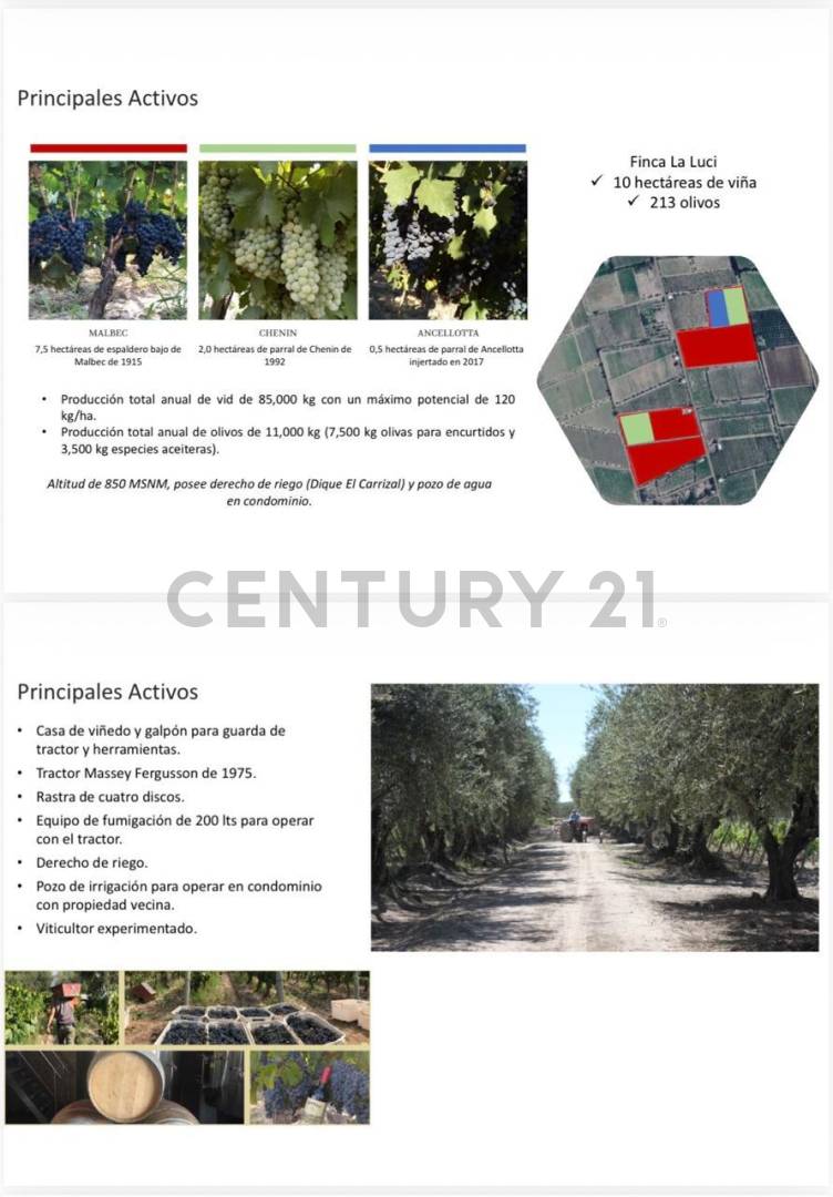 Campo en Venta en Junin, Mendoza