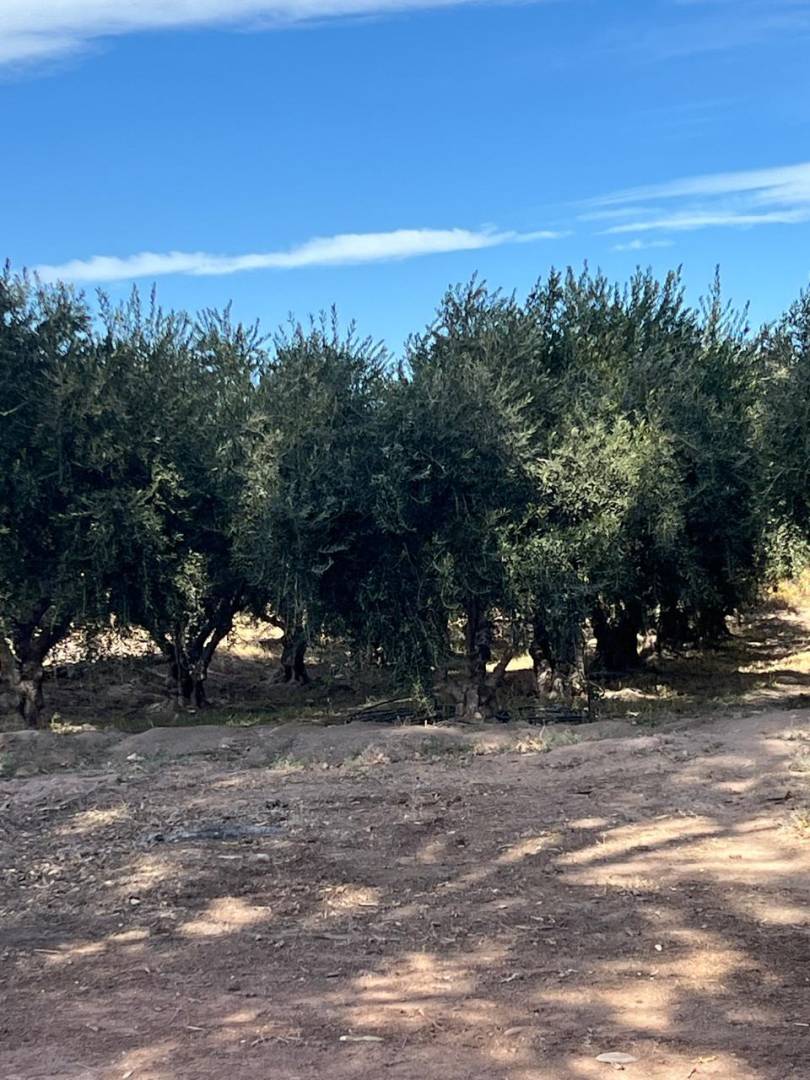 Campo en Venta en Lavalle, Mendoza