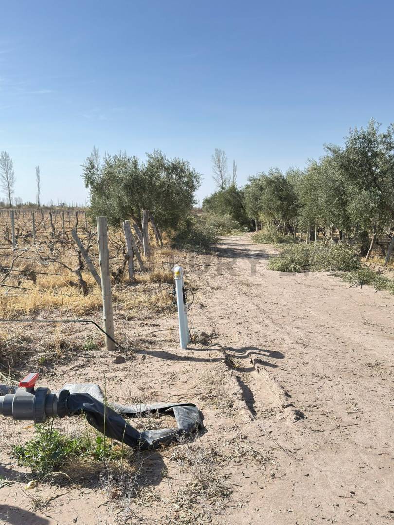 Terreno en Venta en Lavalle, Mendoza