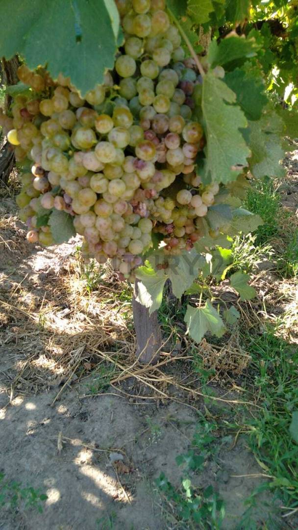 Campo en Venta en Guaymallen, Mendoza