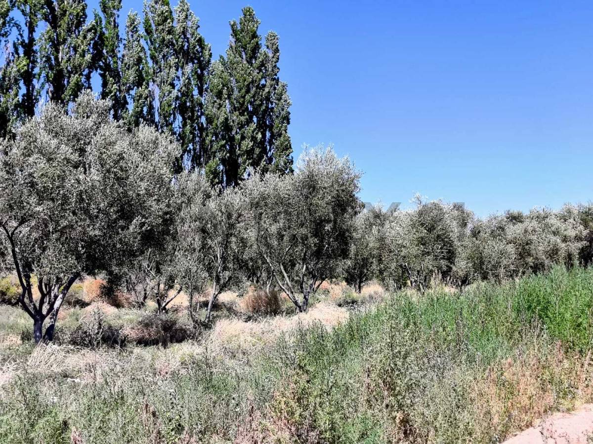 Campo en Venta en San Martin, Mendoza