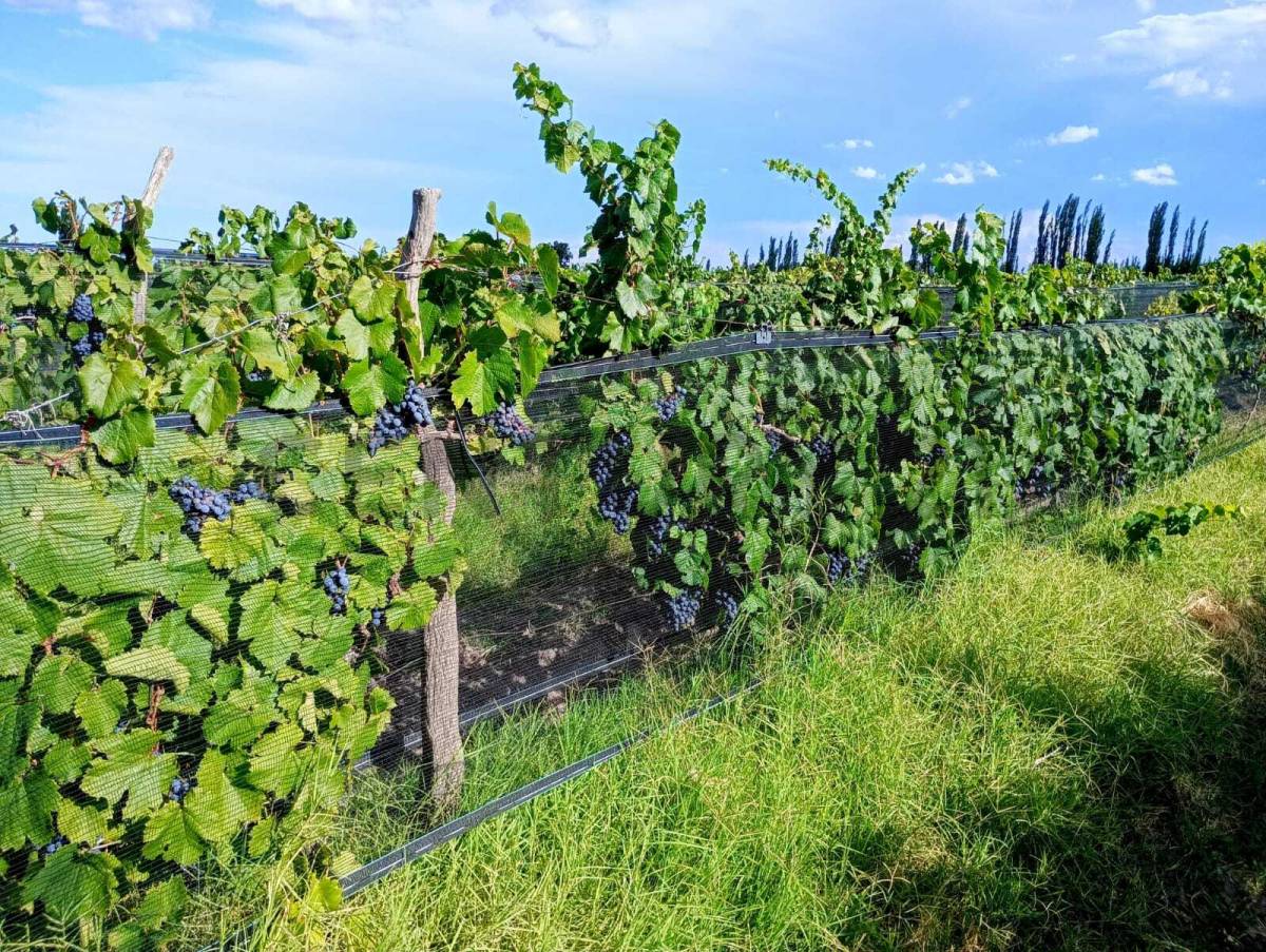 Casa Quinta en Venta en San Rafael, Mendoza