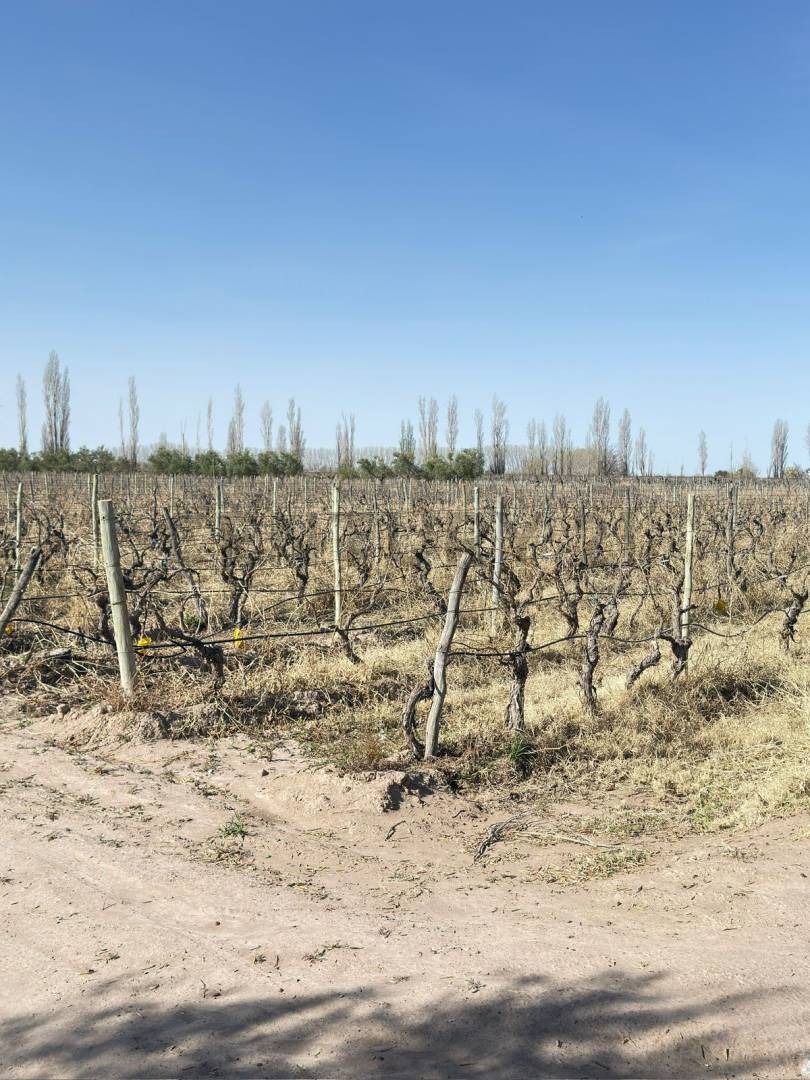 Terreno en Venta en Lavalle, Mendoza