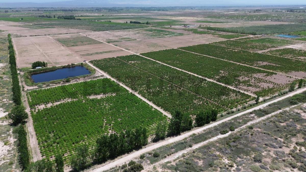 Campo en Venta en Lavalle, Mendoza