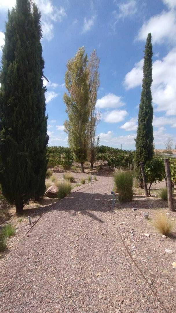 Terreno en Venta en Lujan de Cuyo, Mendoza