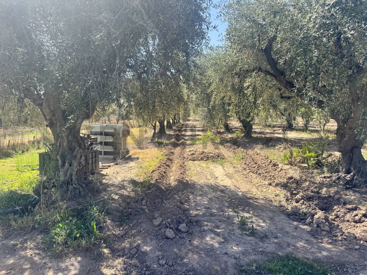 Campo en Venta en Maipu, Mendoza