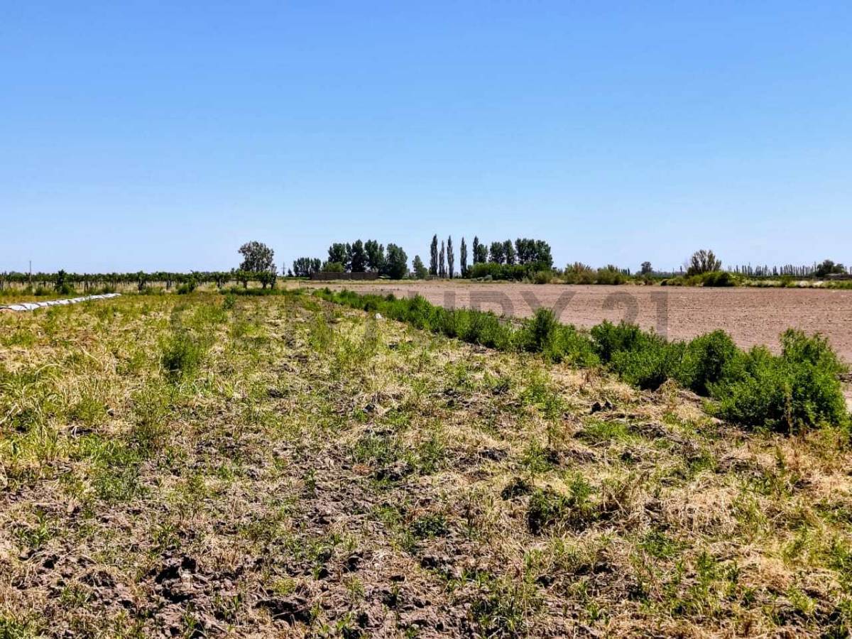 Campo en Venta en San Martin, Mendoza