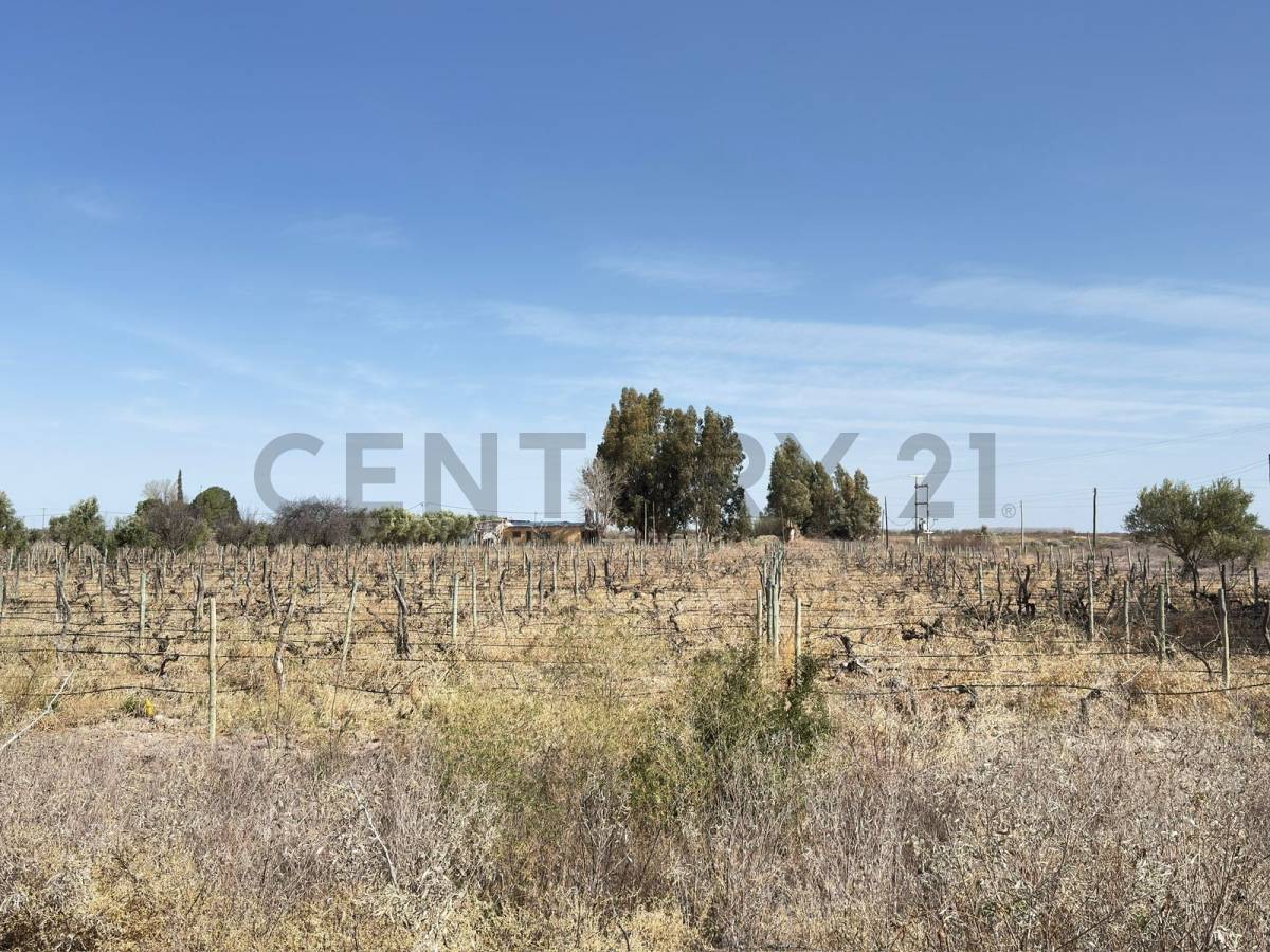 Terreno en Venta en Lavalle, Mendoza