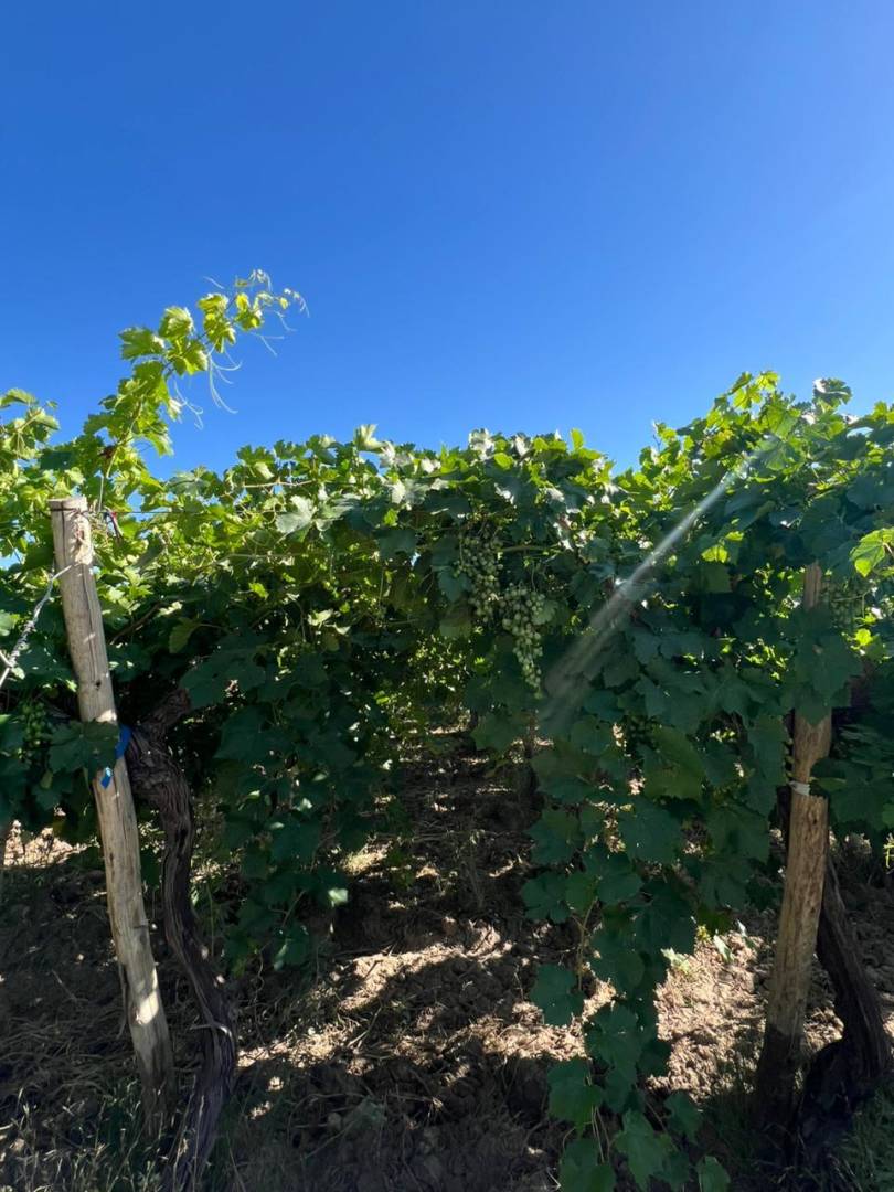 Campo en Venta en 25 de Mayo, San Juan