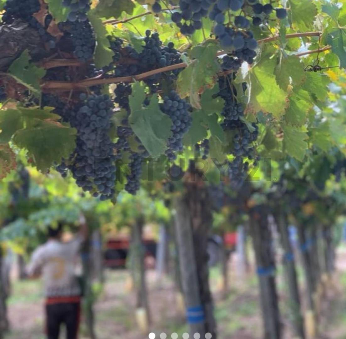 Campo en Venta en Lavalle, Mendoza