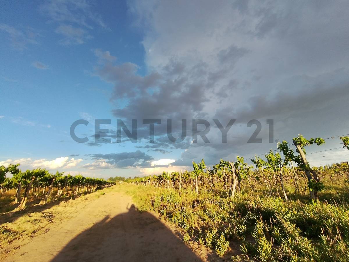 Terreno en Venta en Lavalle, Mendoza