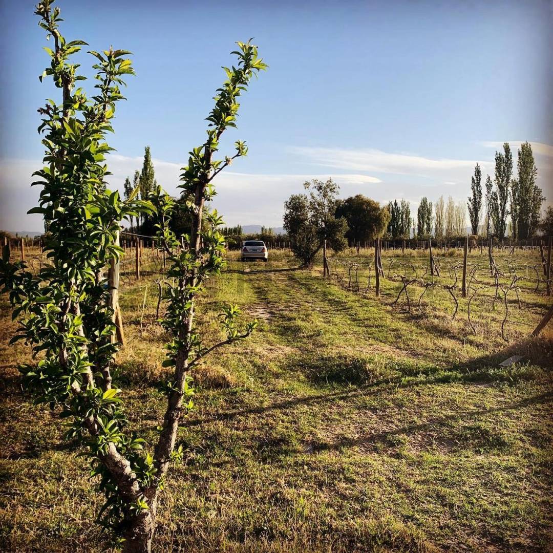 Terreno en Venta en San Rafael, Mendoza
