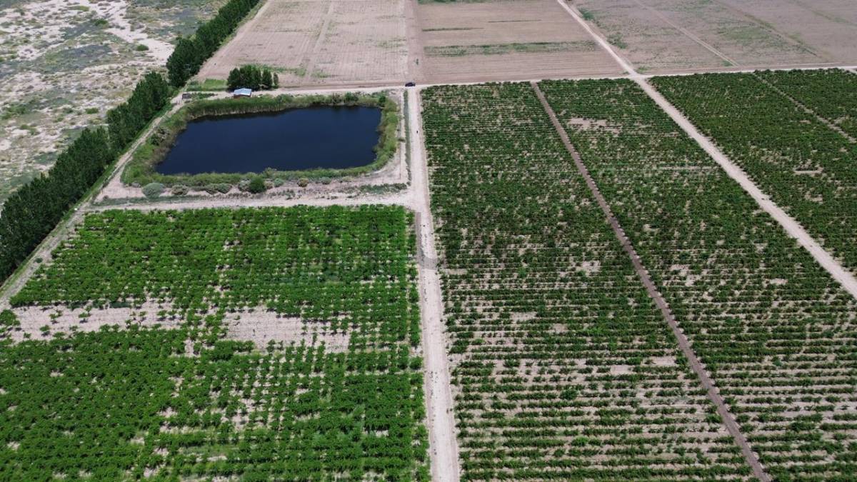 Campo en Venta en Lavalle, Mendoza
