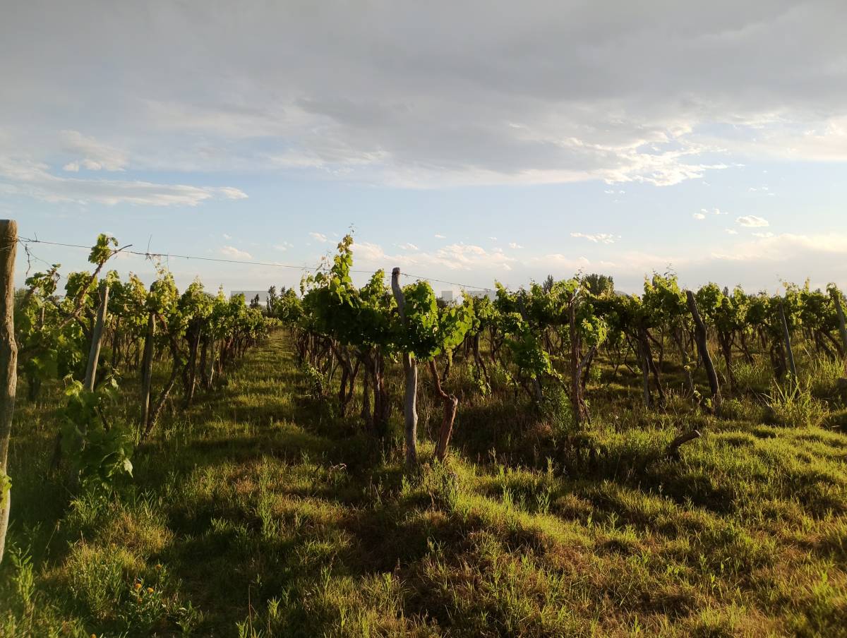 Terreno en Venta en Lavalle, Mendoza