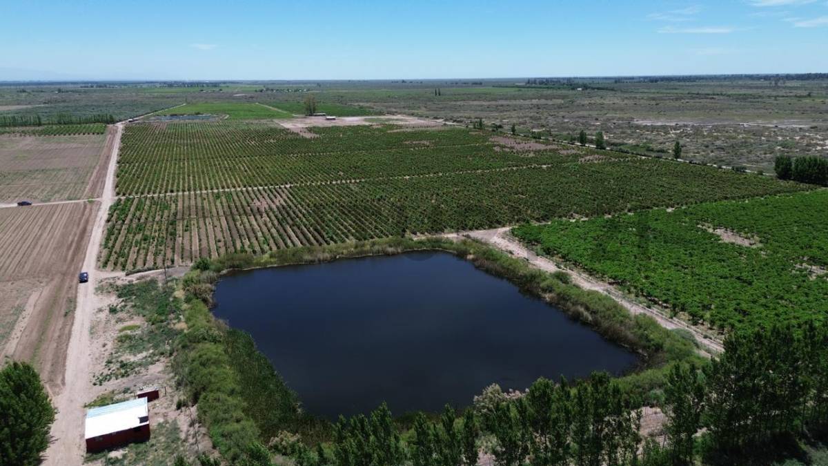 Campo en Venta en Lavalle, Mendoza