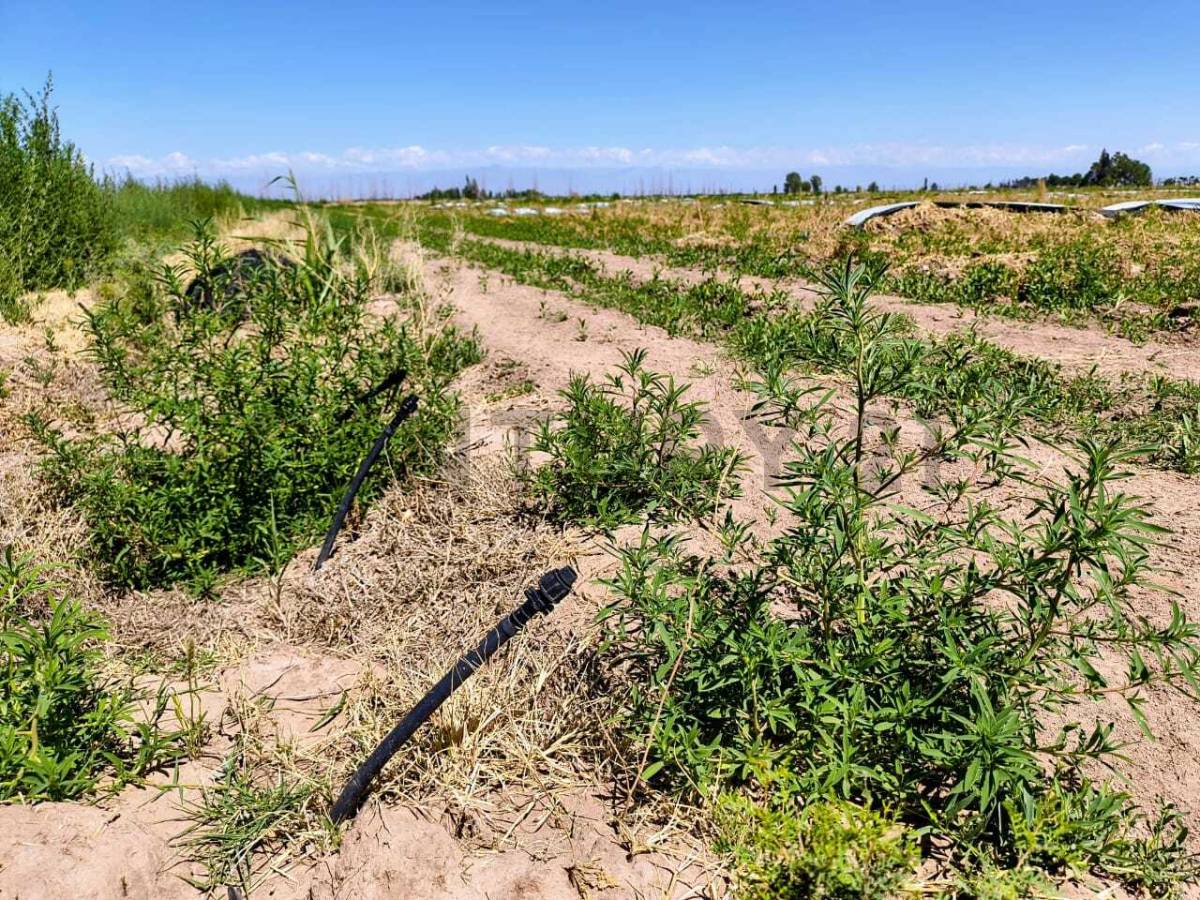 Campo en Venta en San Martin, Mendoza