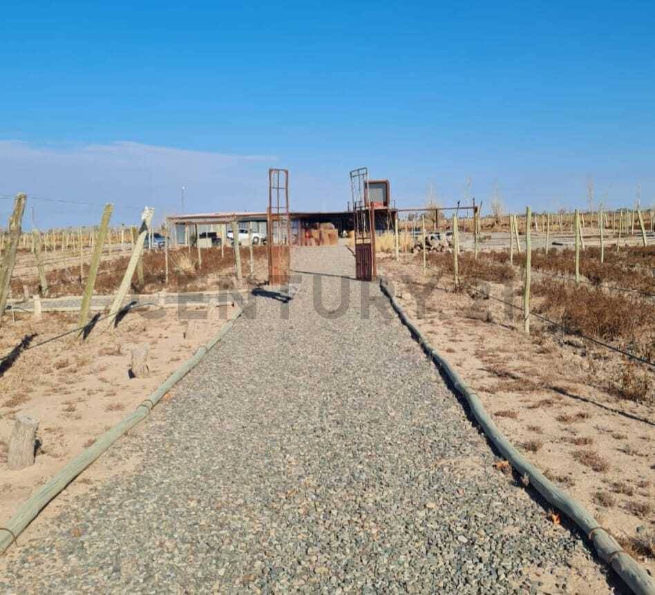 Campo en Venta en Lavalle, Mendoza