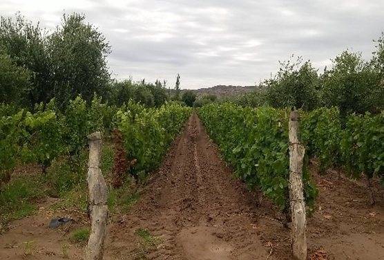Campo en Venta en Guaymallen, Mendoza