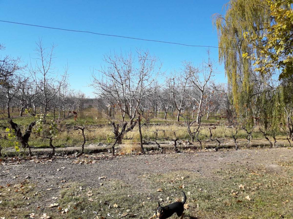 Campo en Venta en Lujan de Cuyo, Mendoza