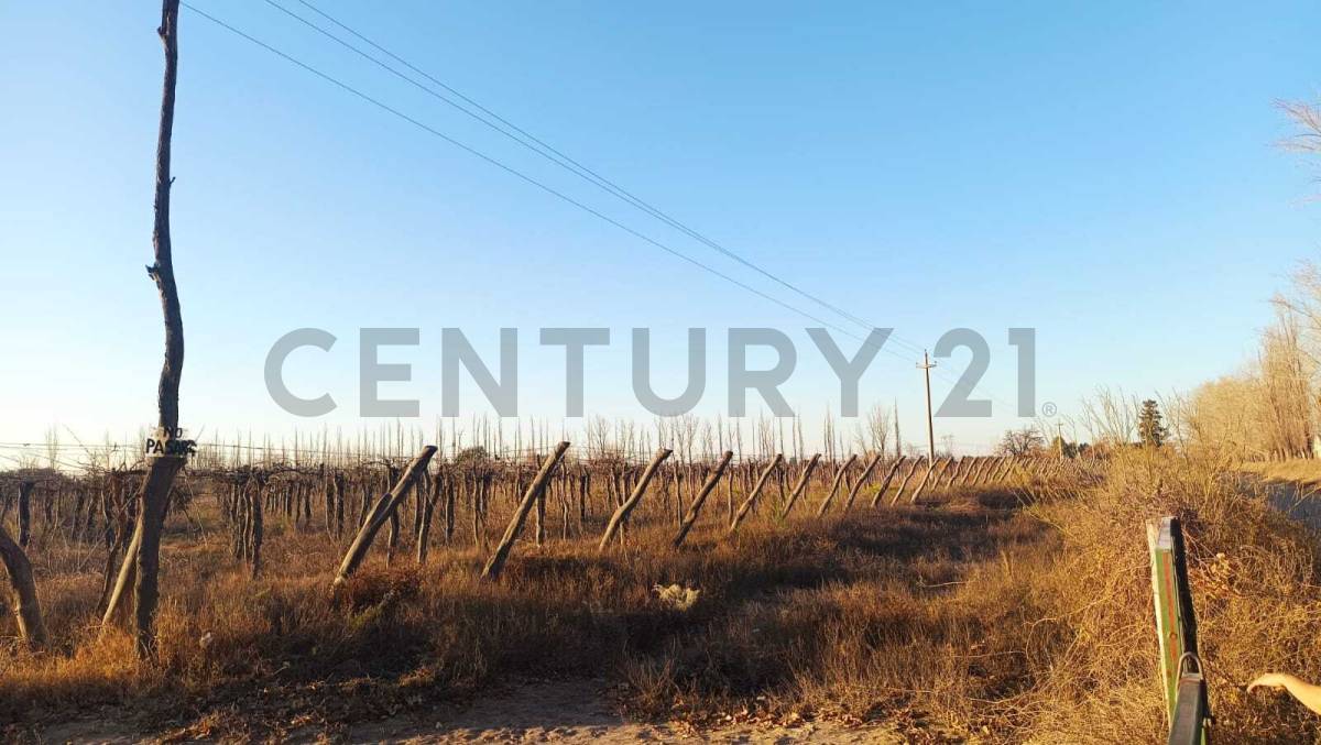 Campo en Venta en San Martin, Mendoza