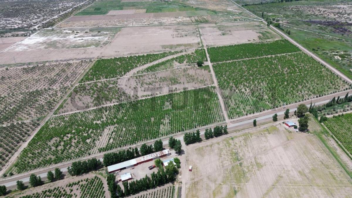 Campo en Venta en Lavalle, Mendoza