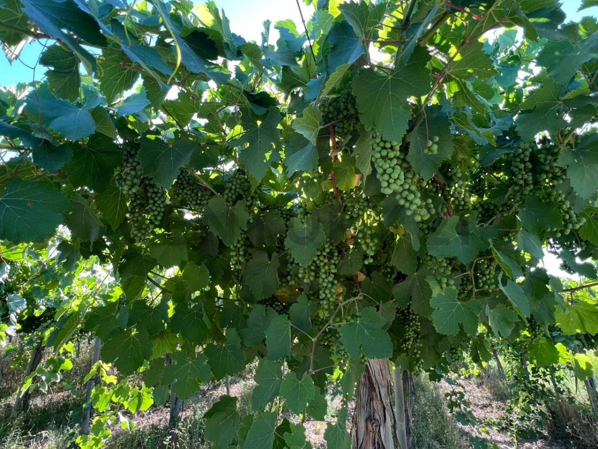 Campo en Venta en 25 de Mayo, San Juan