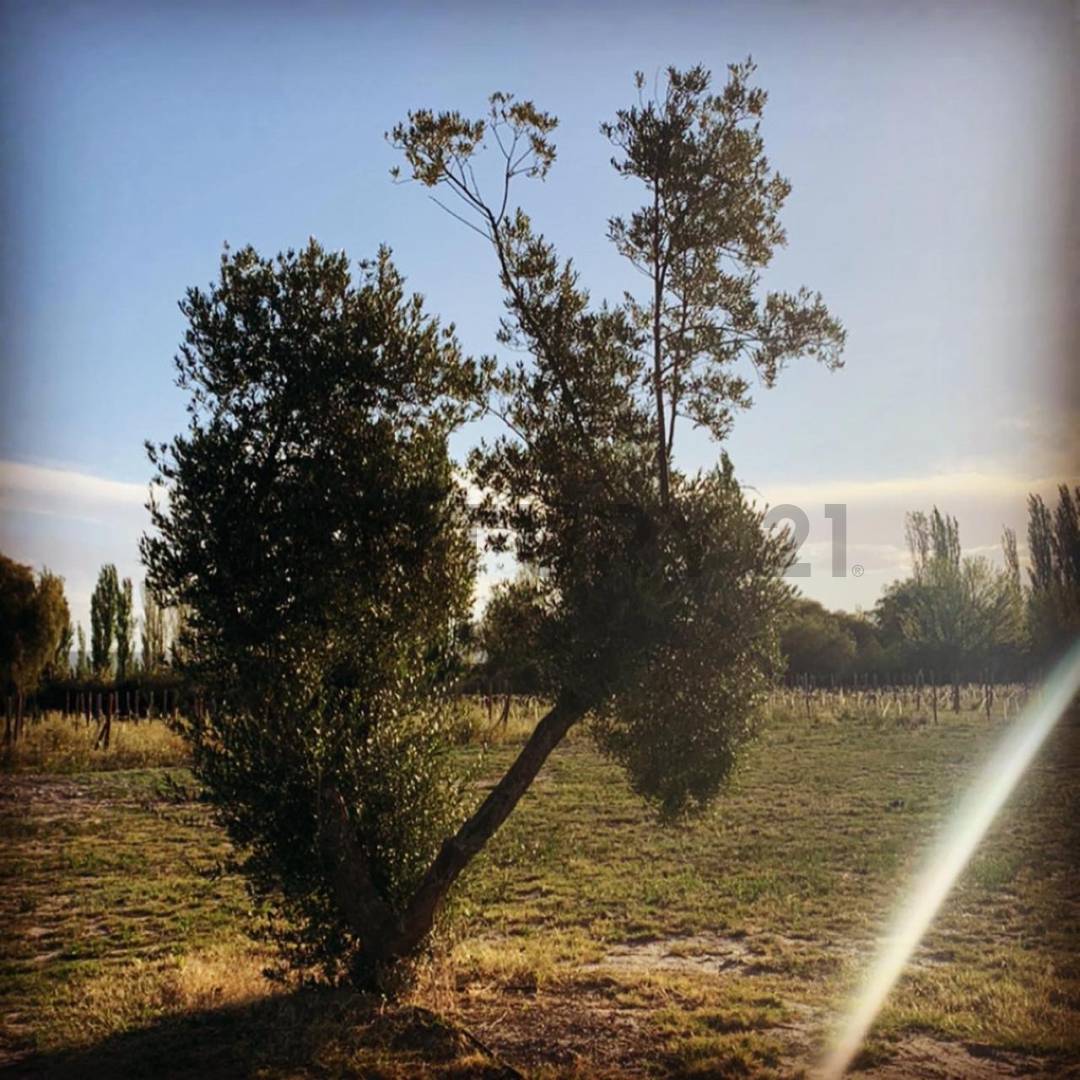 Terreno en Venta en San Rafael, Mendoza