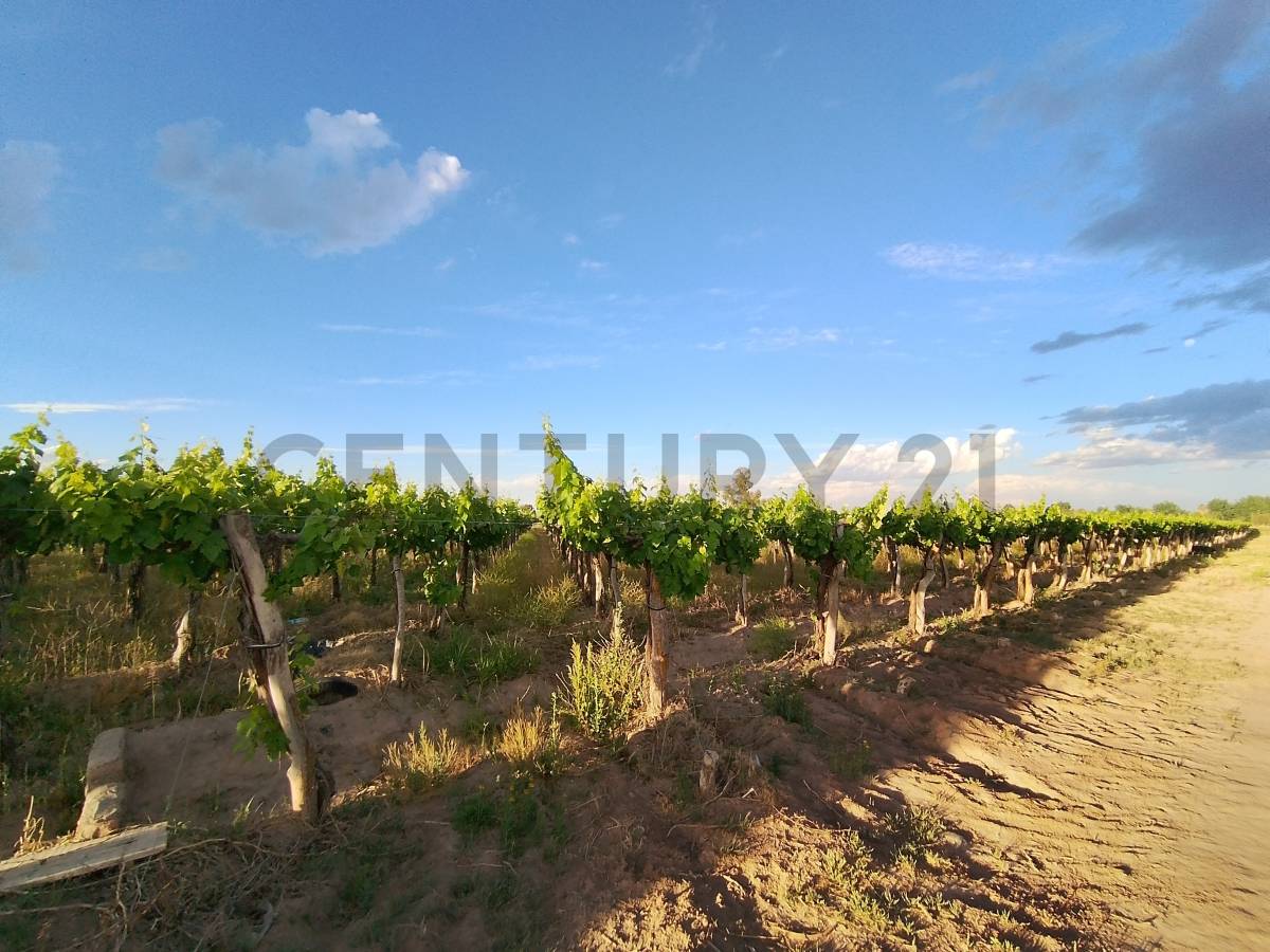 Terreno en Venta en Lavalle, Mendoza