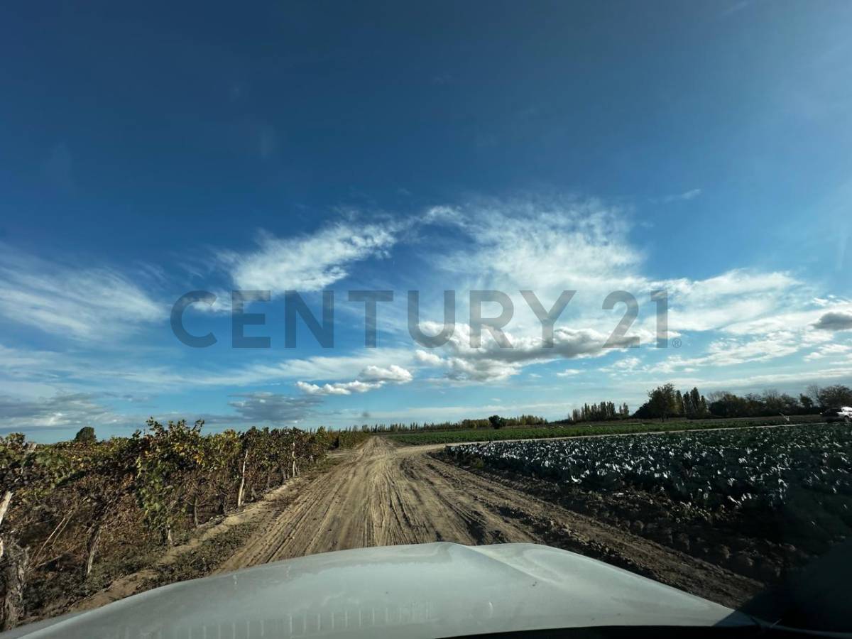 Campo en Venta en San Martin, Mendoza