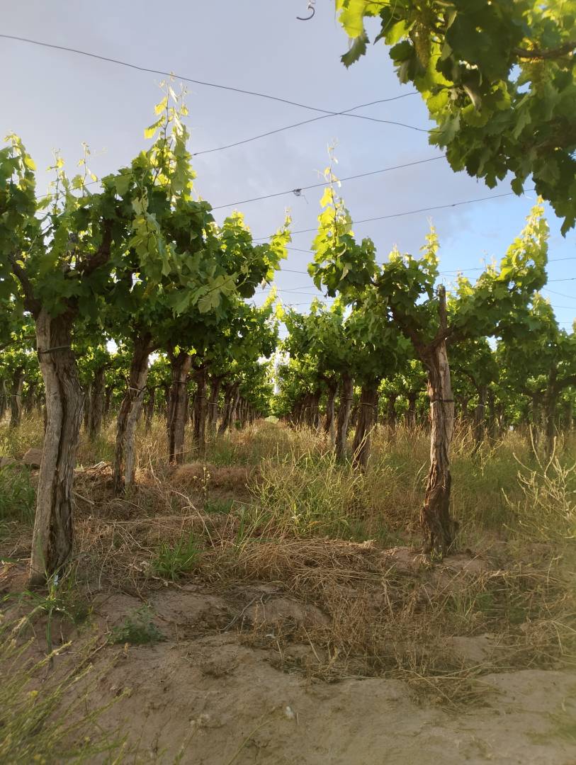 Terreno en Venta en Lavalle, Mendoza