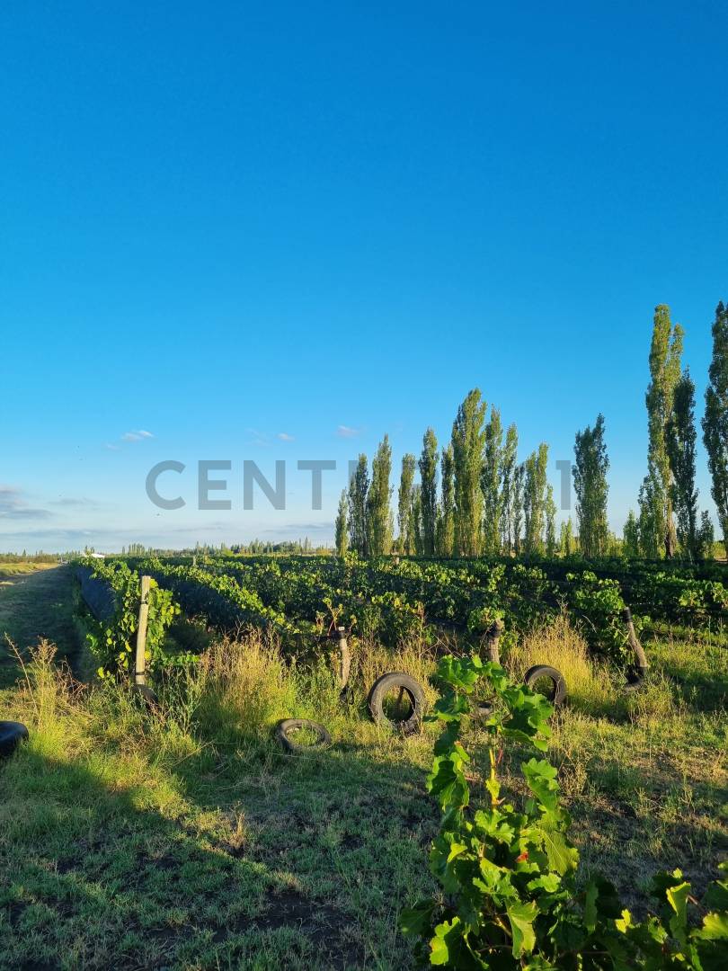 Casa Quinta en Venta en San Rafael, Mendoza